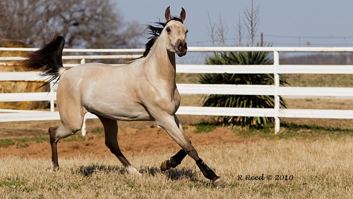 Аппалуза масть чубарая