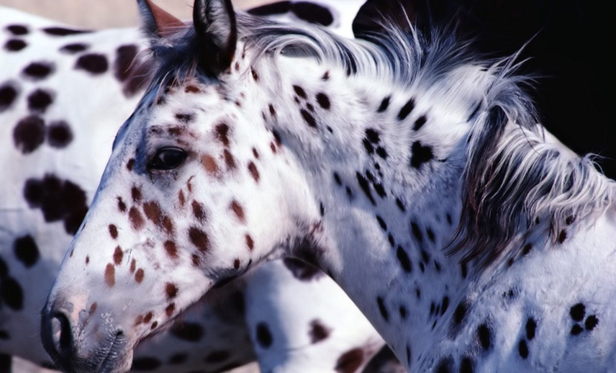 Чубарая масть лошади