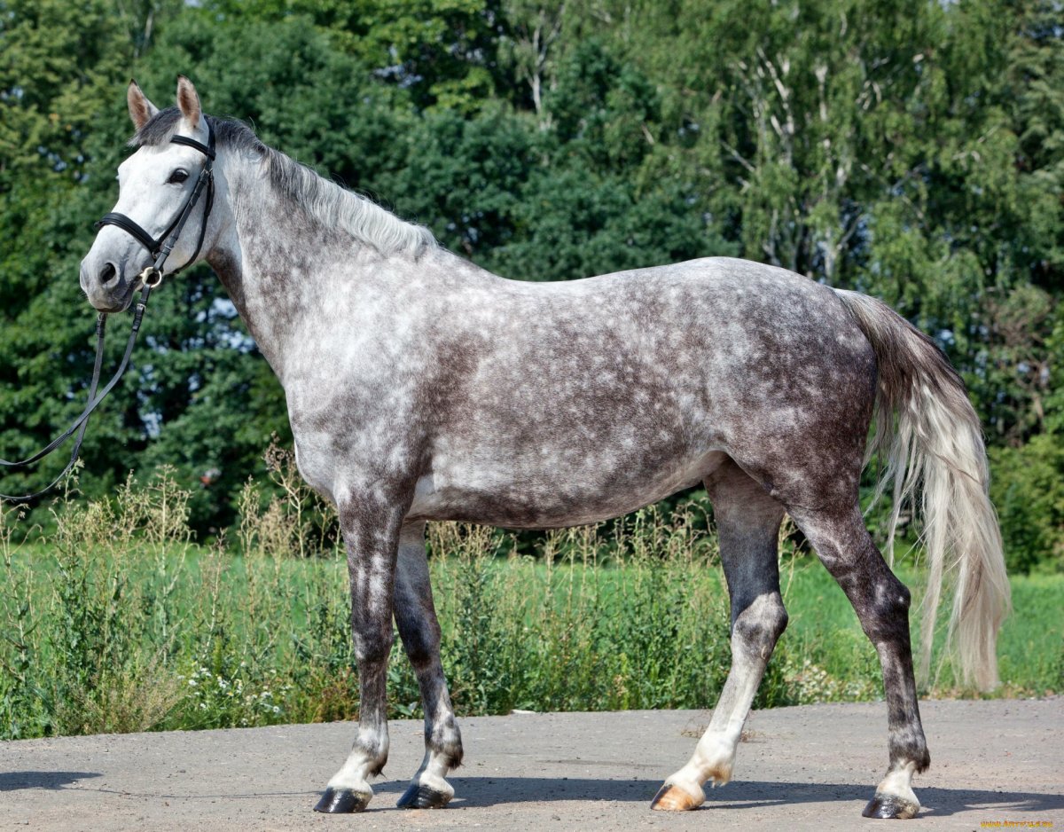 Пегая/Пинто масть