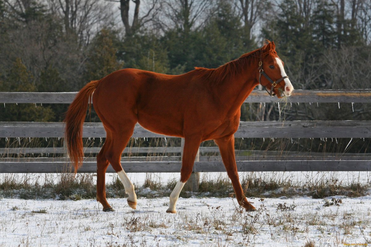 Серая в яблоках масть лошади