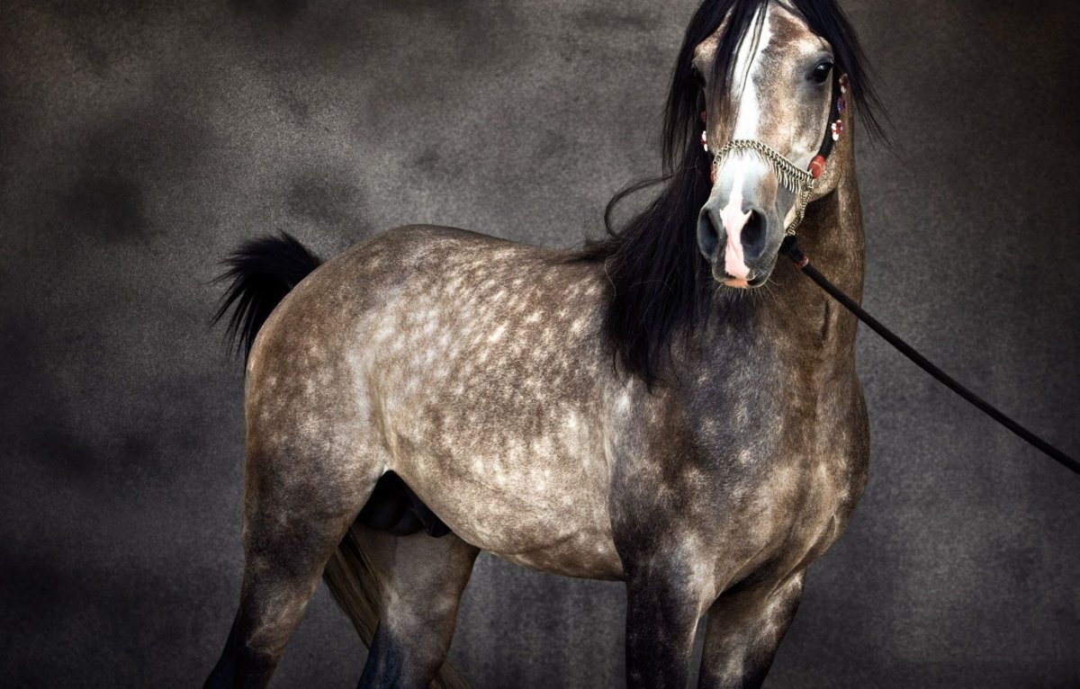 Масти арабских скакунов