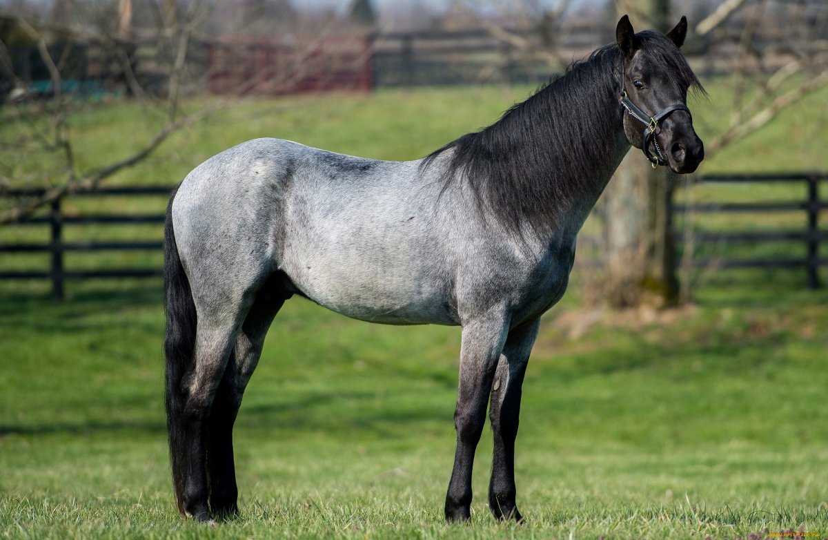 Изабелловая Ахалтекинская лошадь