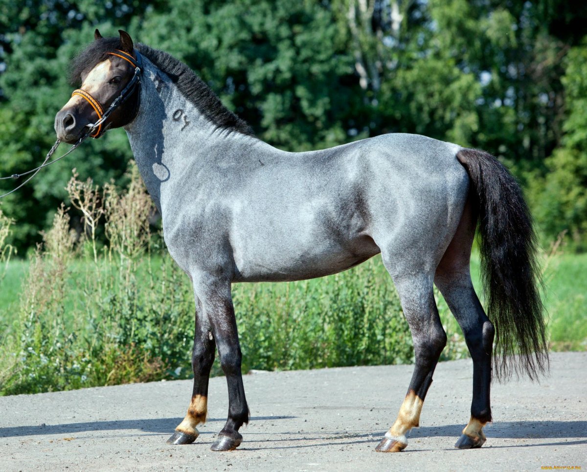 Вороно Чалая лошадь