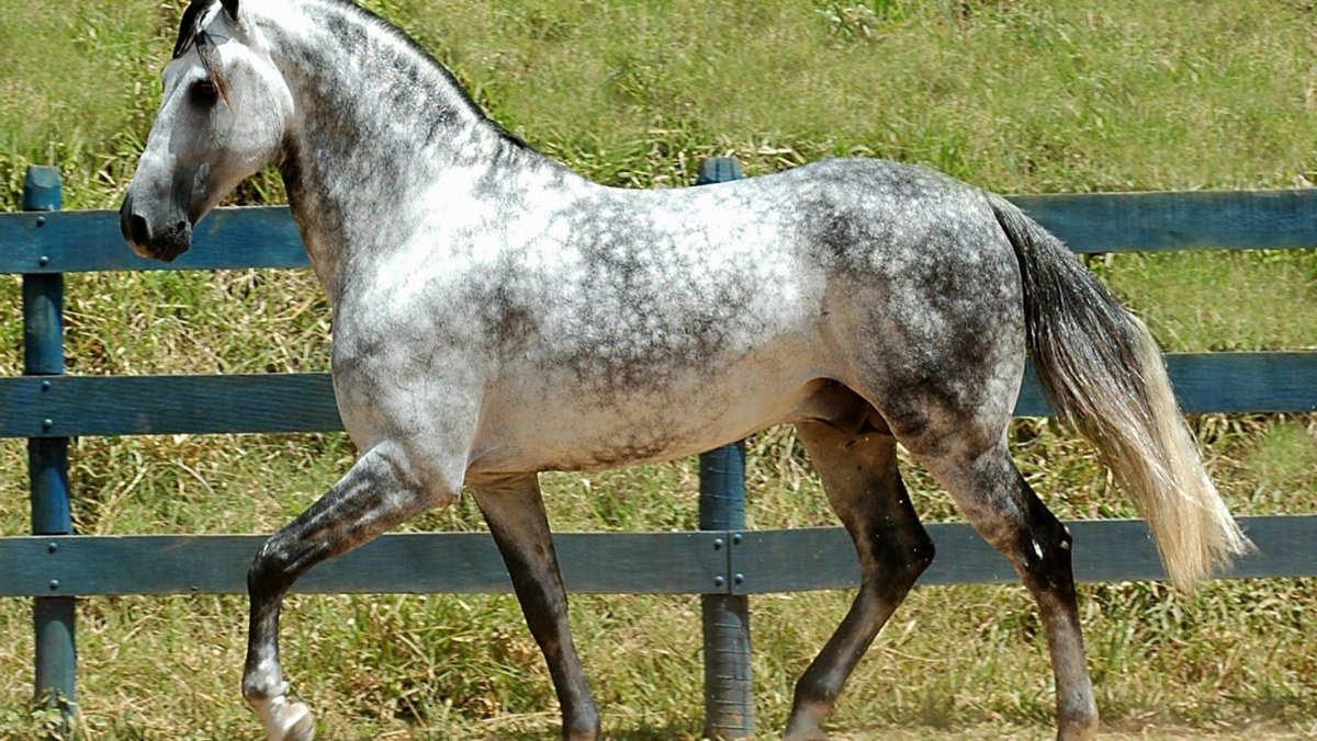 Пегий Кватерхорс