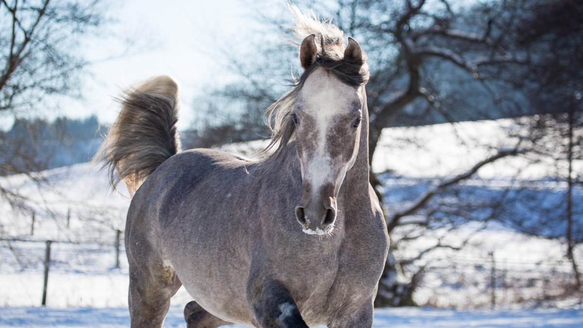 Пегие вороные лошади