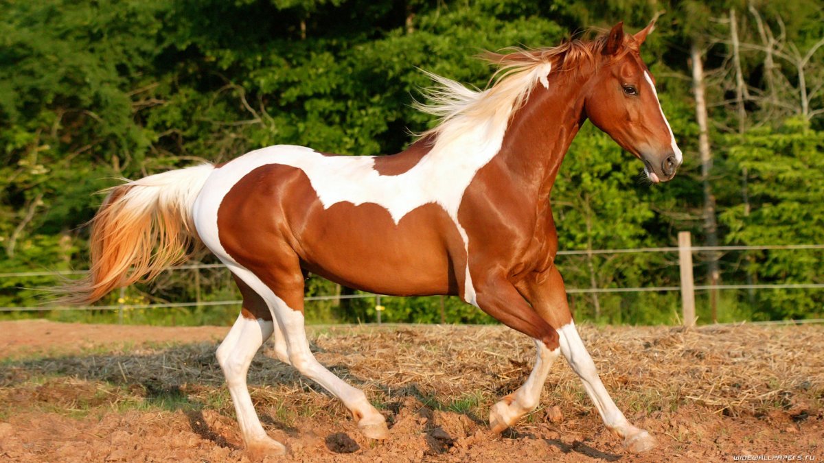 Серая лошадь