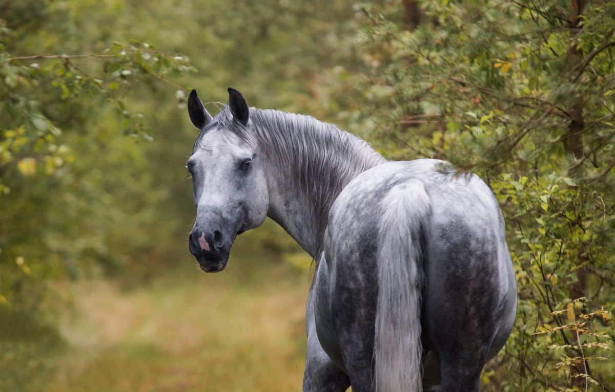Фризская лошадь