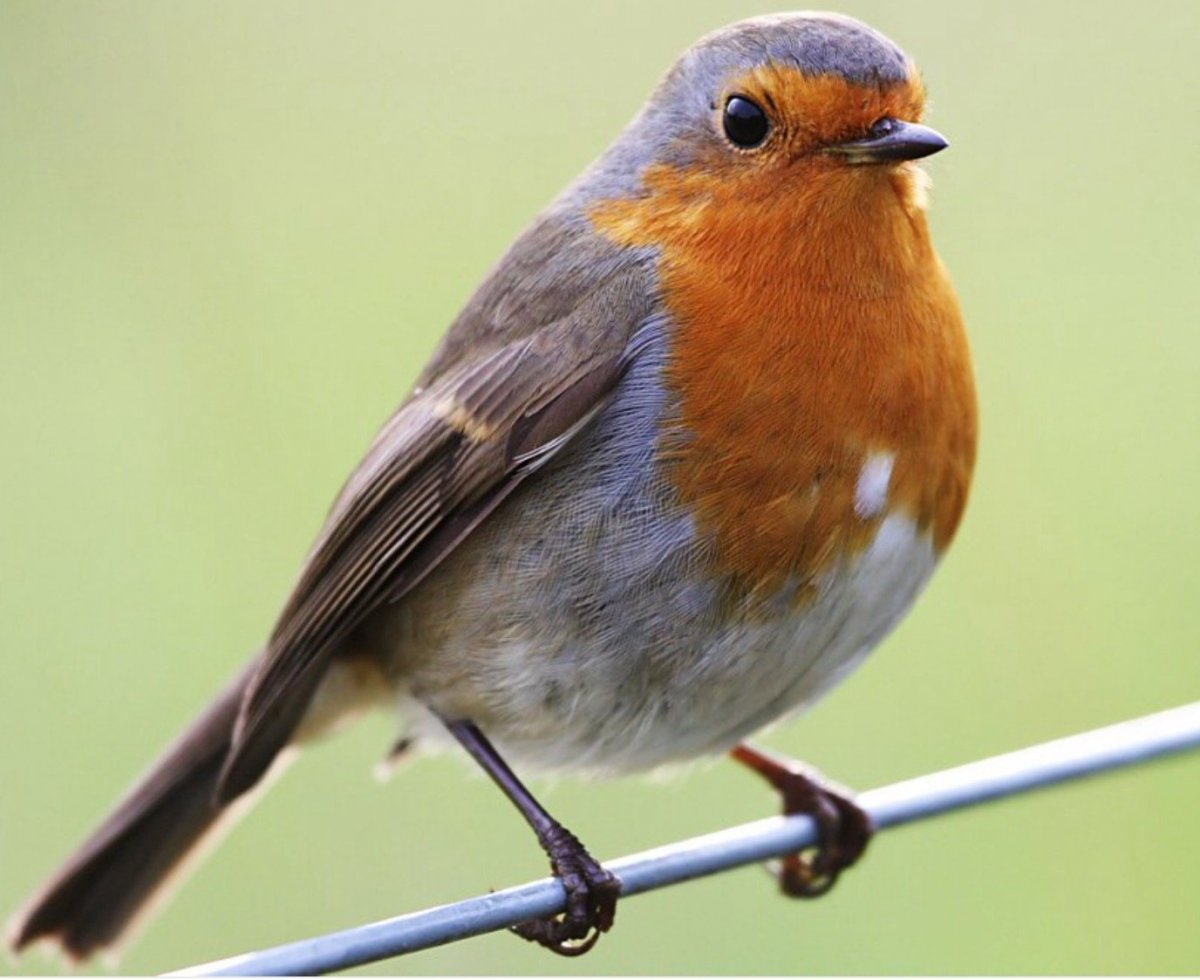 Зарянка Малиновка