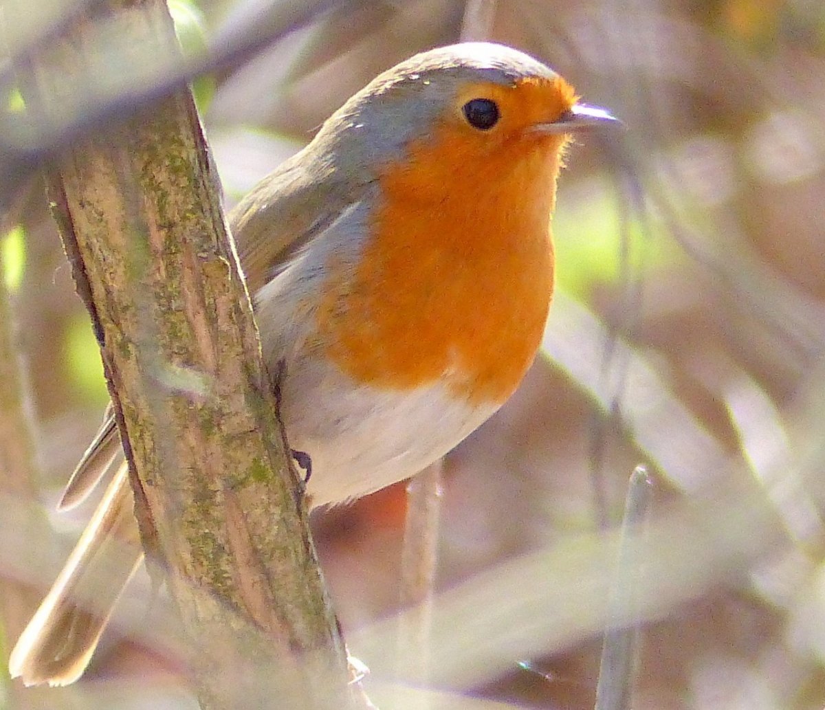 Птицы Подмосковья с красной грудкой