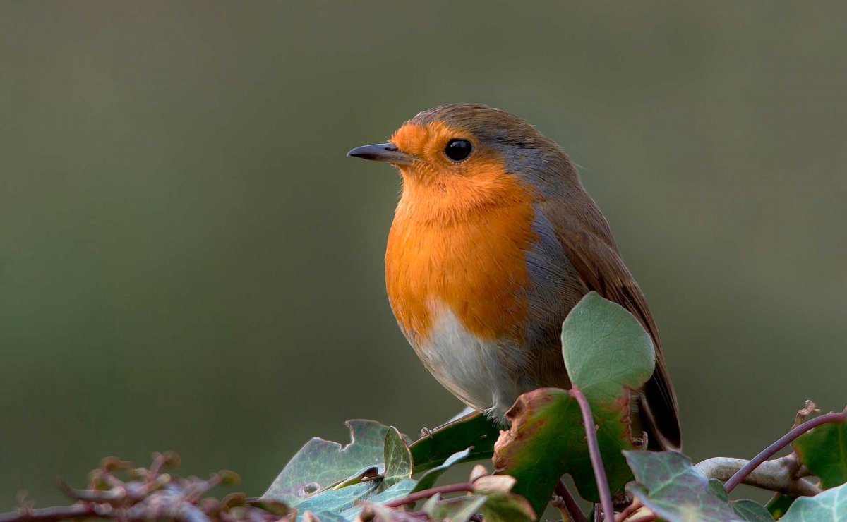 Странствующий Дрозд (turdus migratorius)