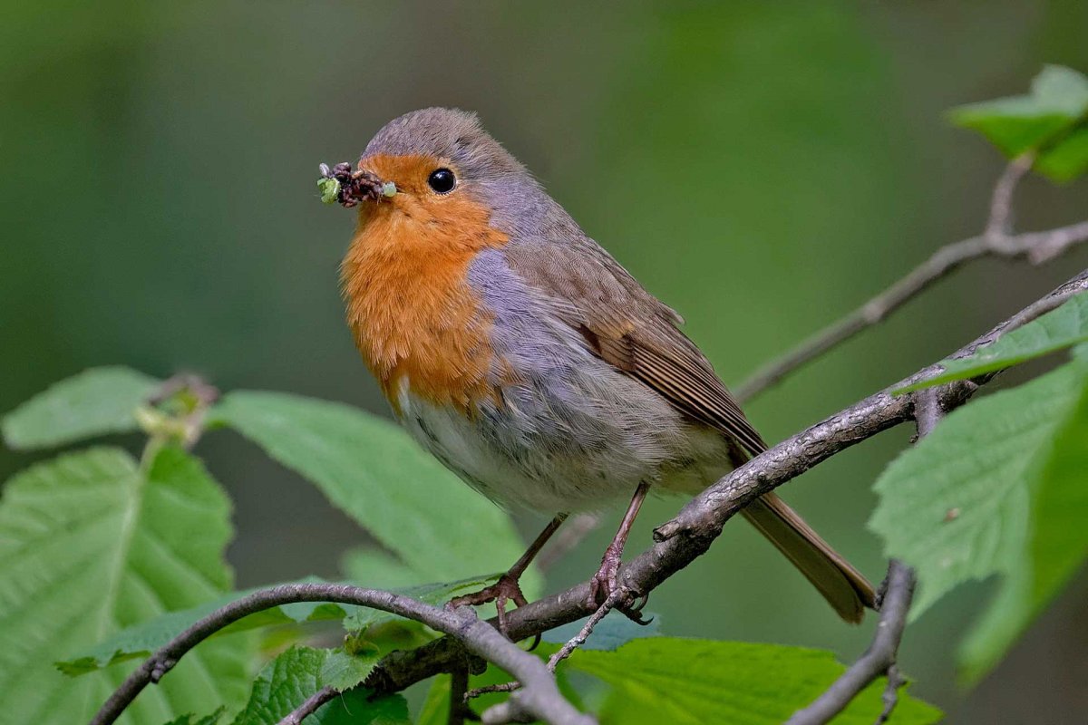 Маленькая птичка с рыжей грудкой