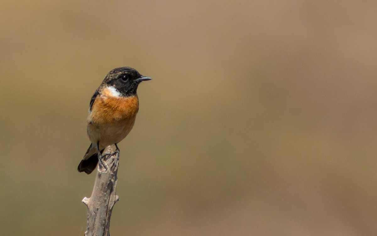 Птичка с оранжевой грудкой и серой спинкой