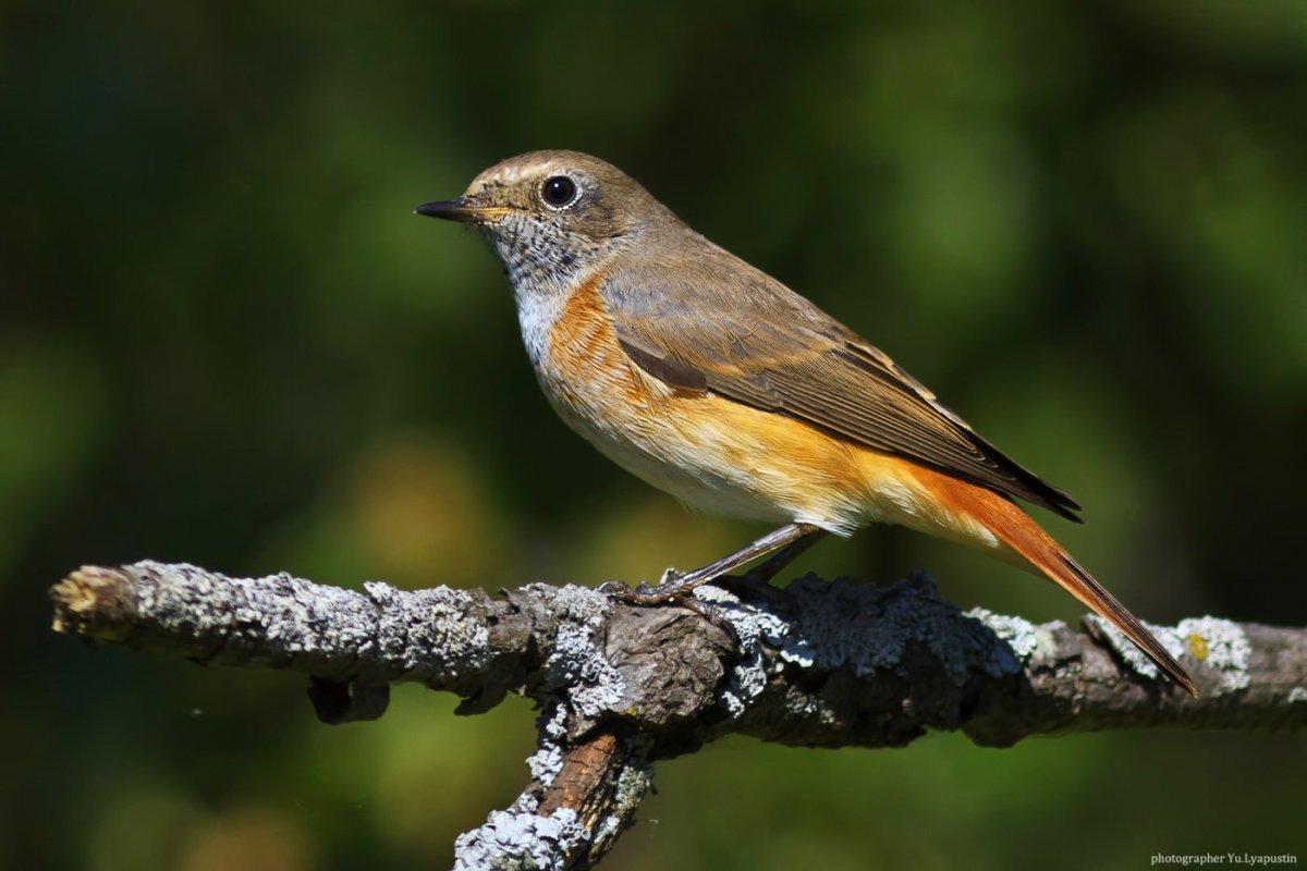 Птица серая с оранжевым