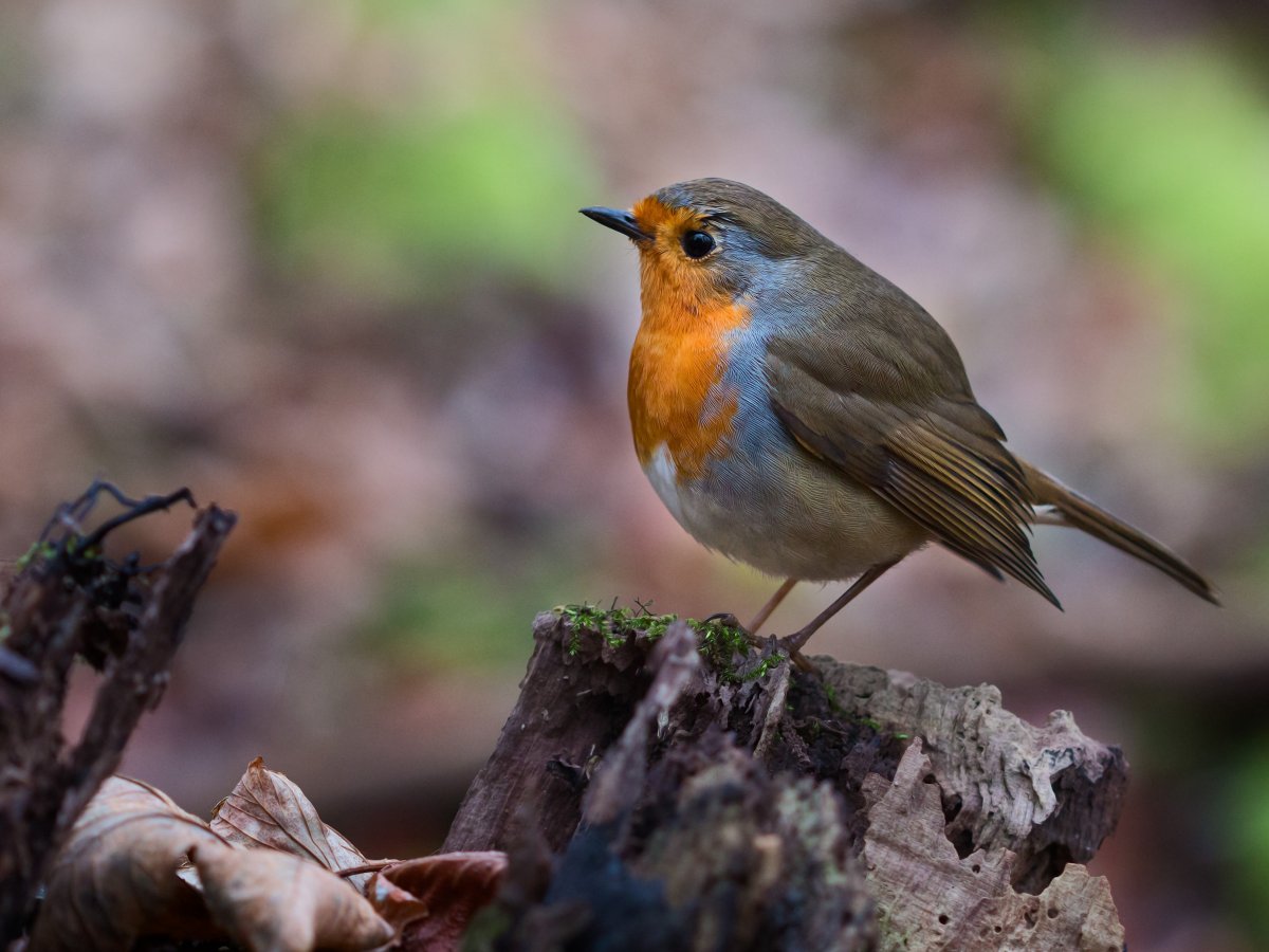 Зарянка – Erithacus rubecula