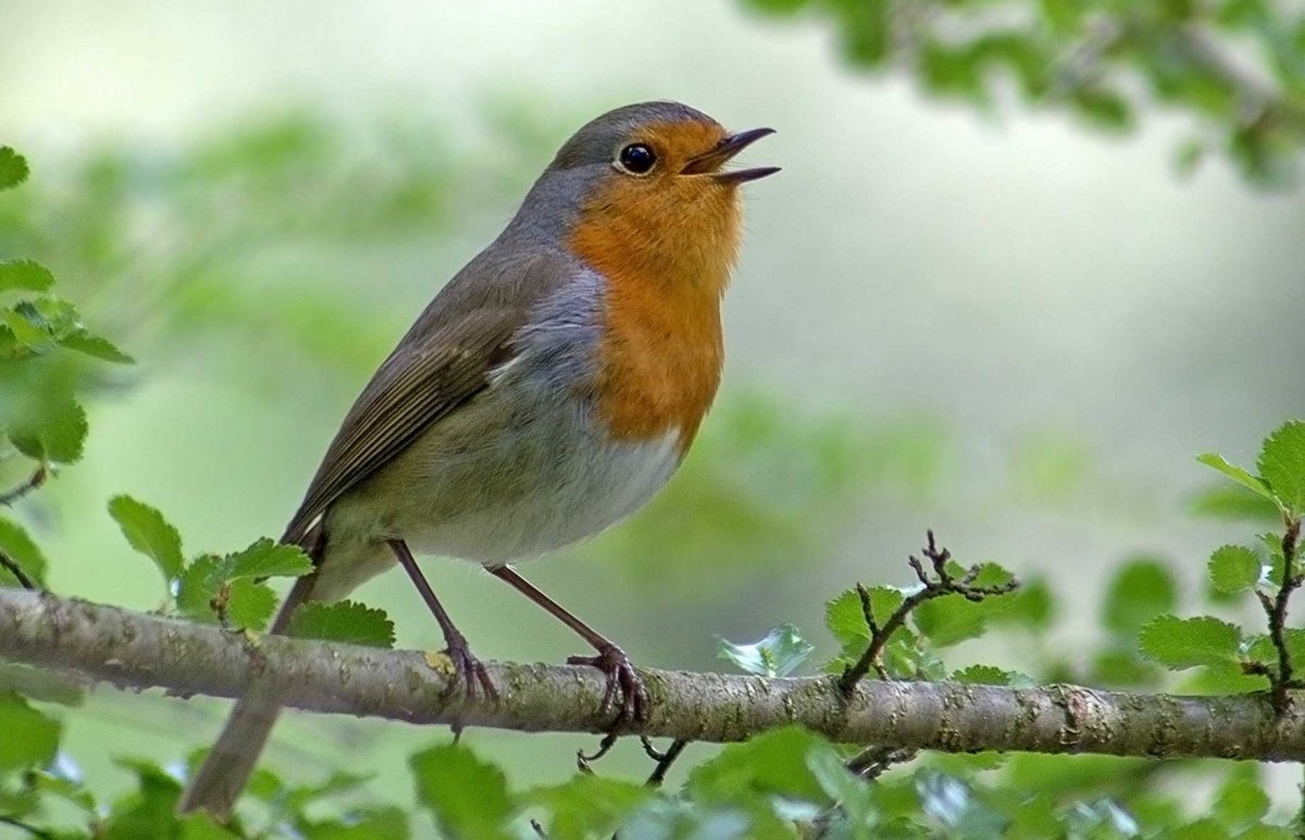 Красногрудый Дрозд