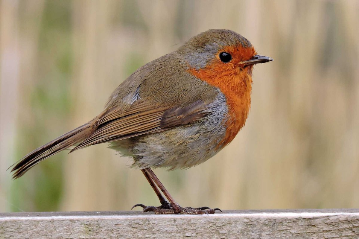 Серая птичка с оранжевой грудкой