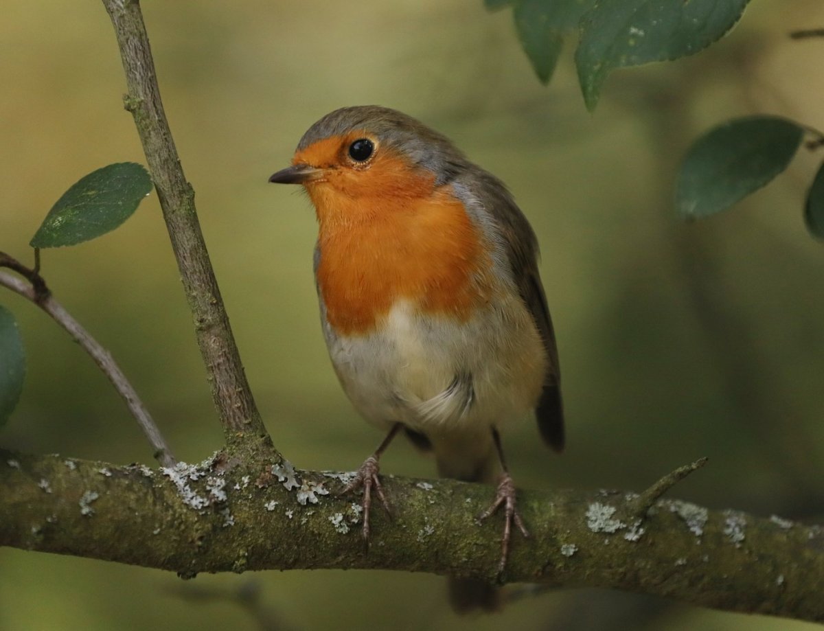 Зарянка Подмосковная