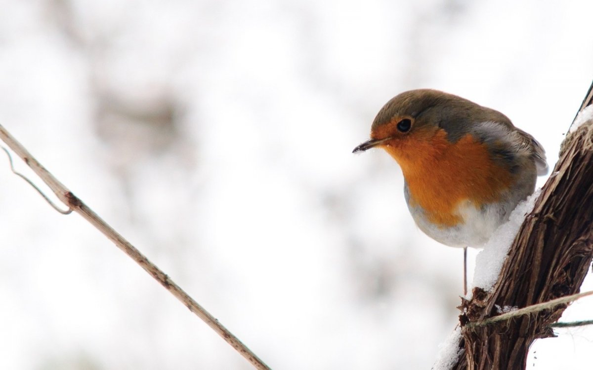Птичка с красной грудкой