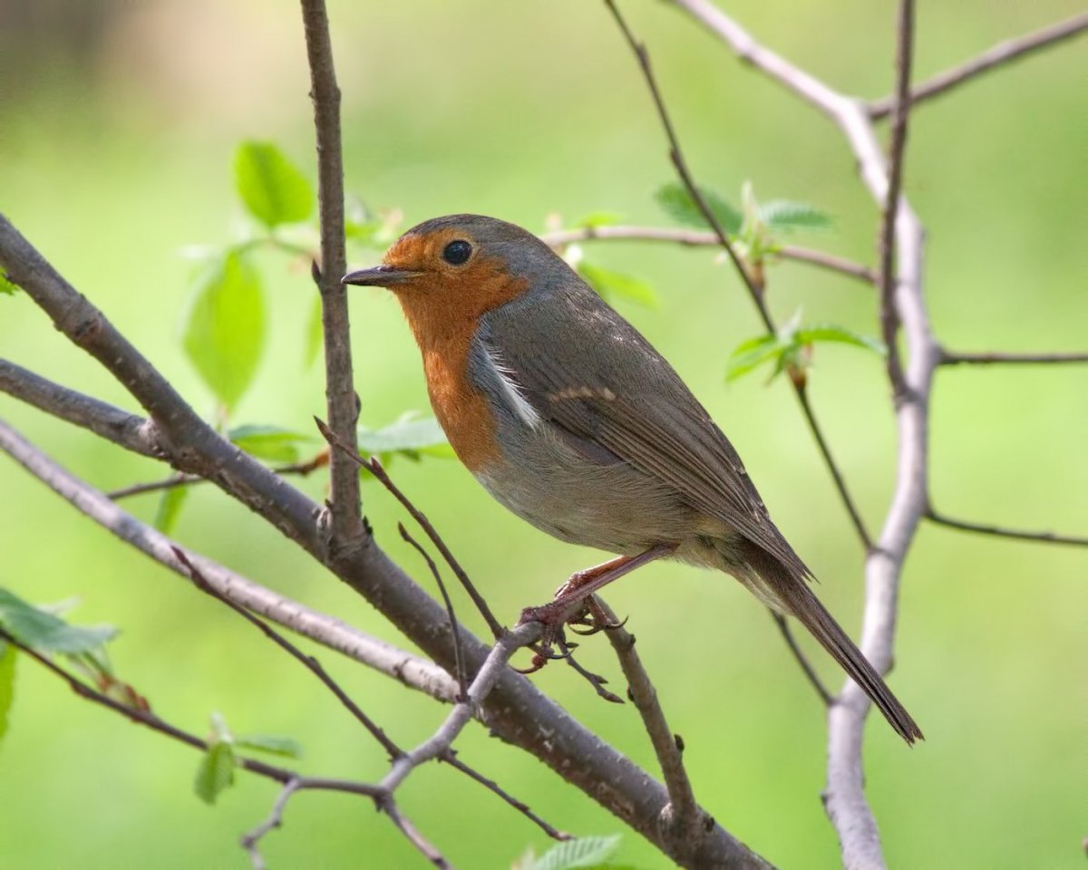 Красногрудый Дрозд