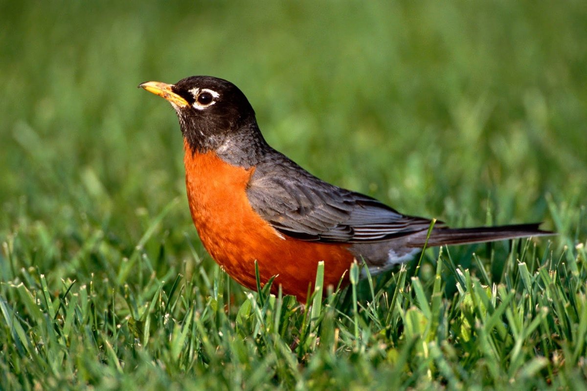 Зорянка или Зарянка