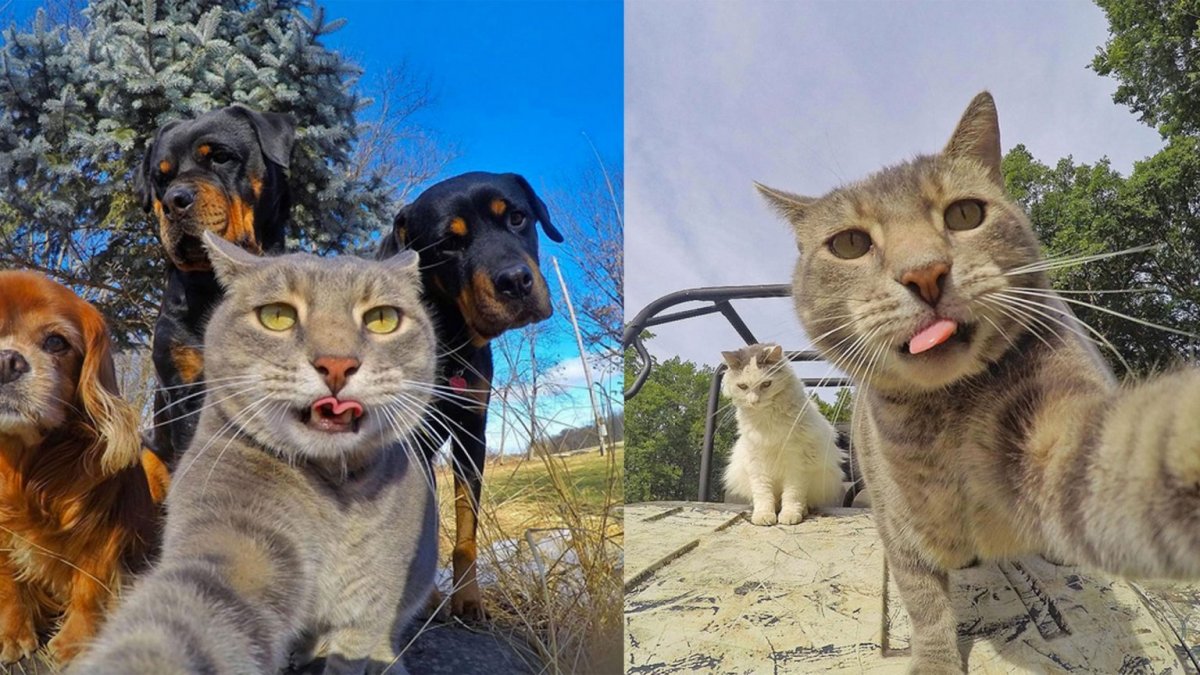 Забавные селфи котов