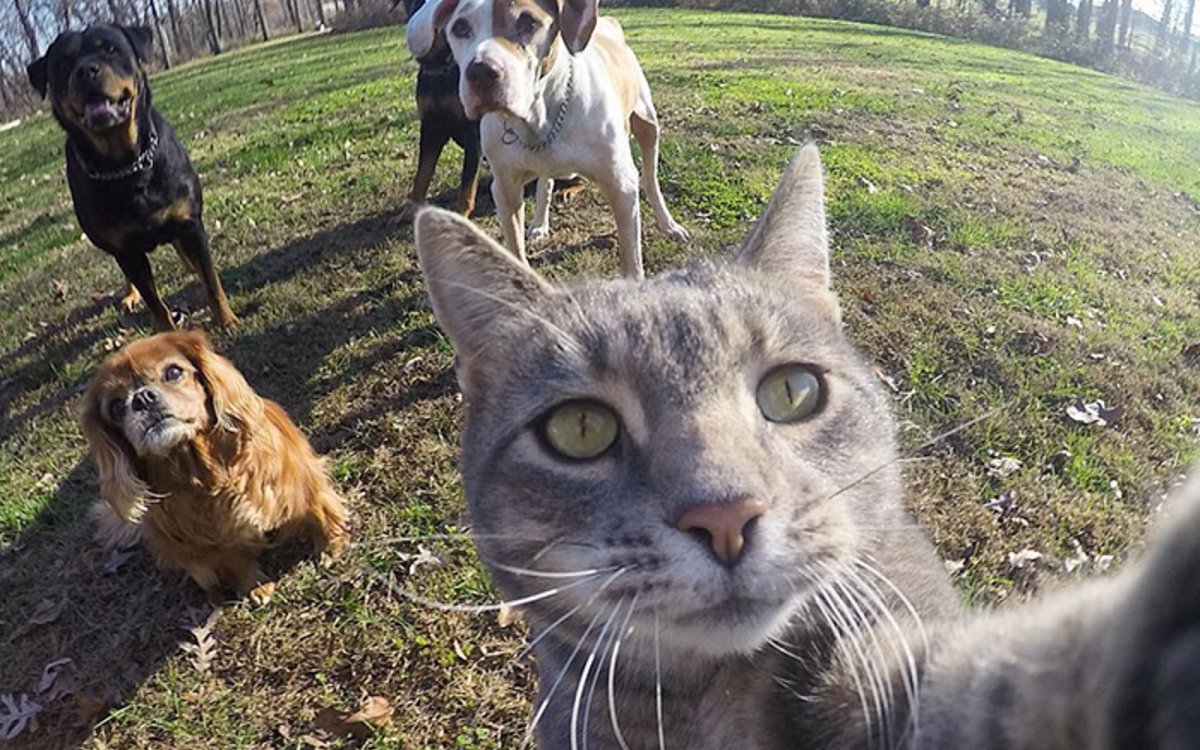 Селфи с питомцем