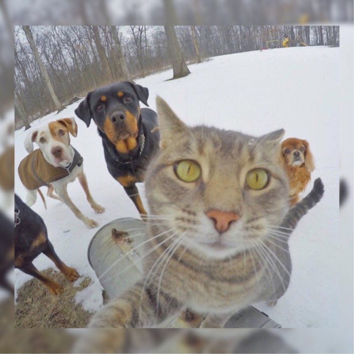 Кот и Приора селфи