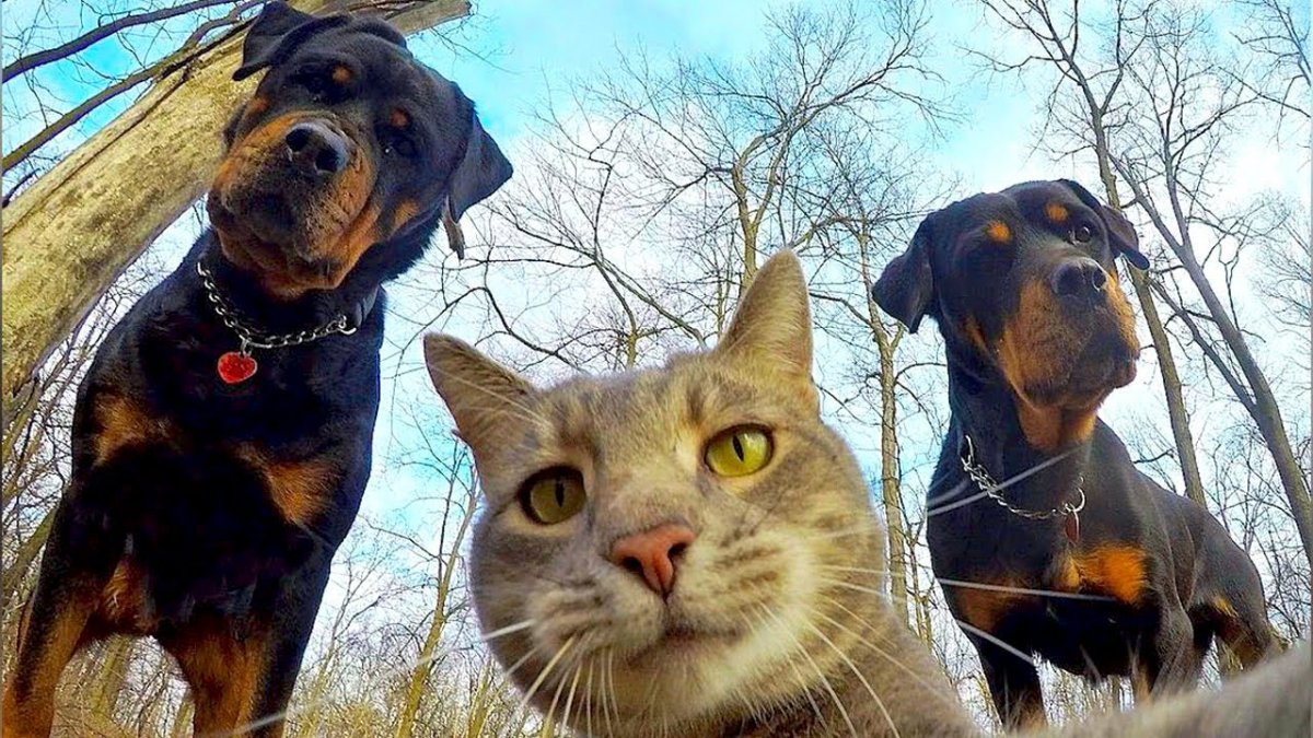 Кот селфи