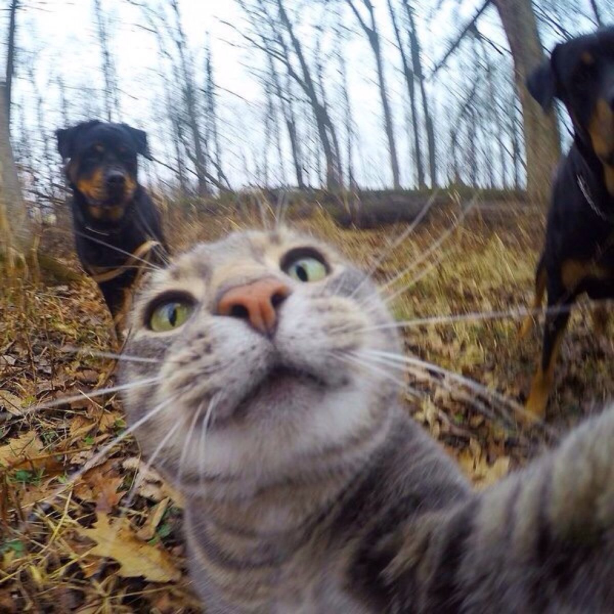 Смешные кадры с кошками