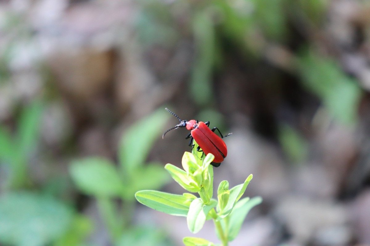 Жук Листоед похож на Божью коровку
