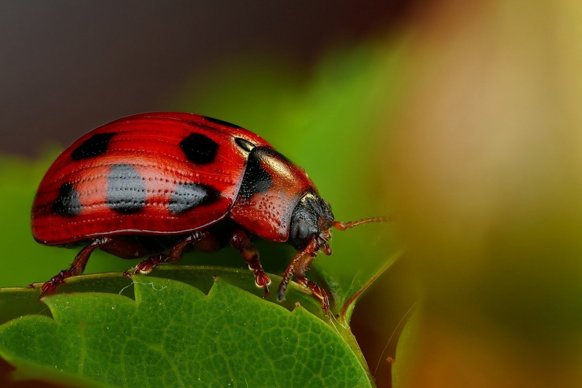Маленькие Рыжик насекомые