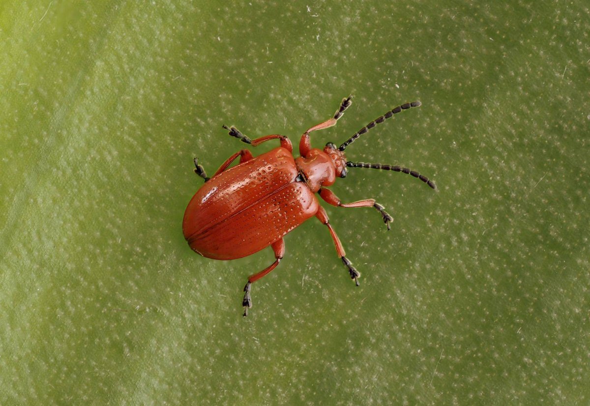 Клоп-солдатик Pyrrhocoris