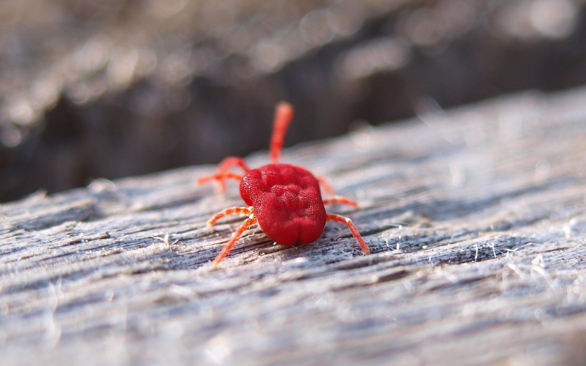 Маленький красный клещ краснотелка