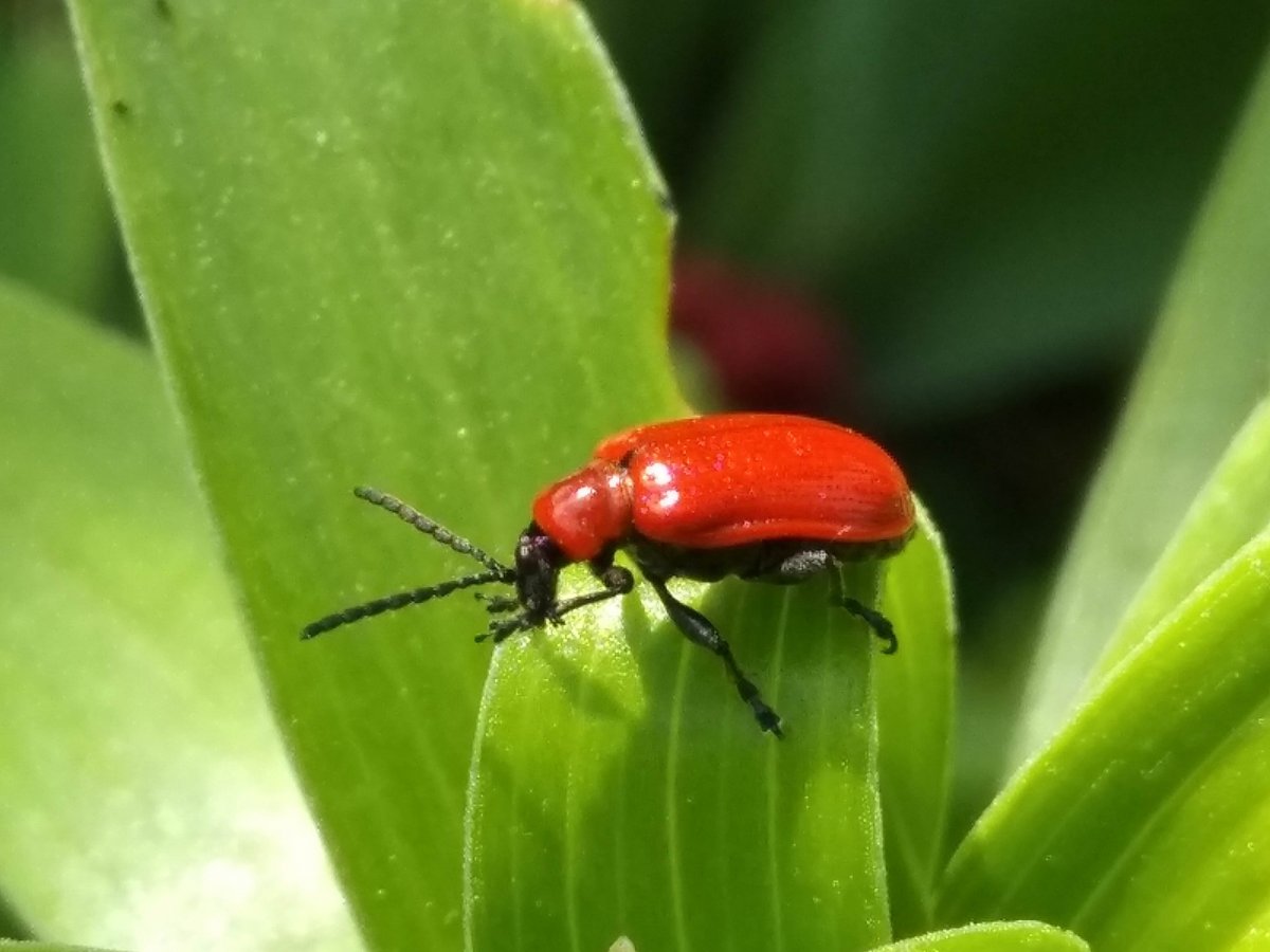 Огневка Жук красный