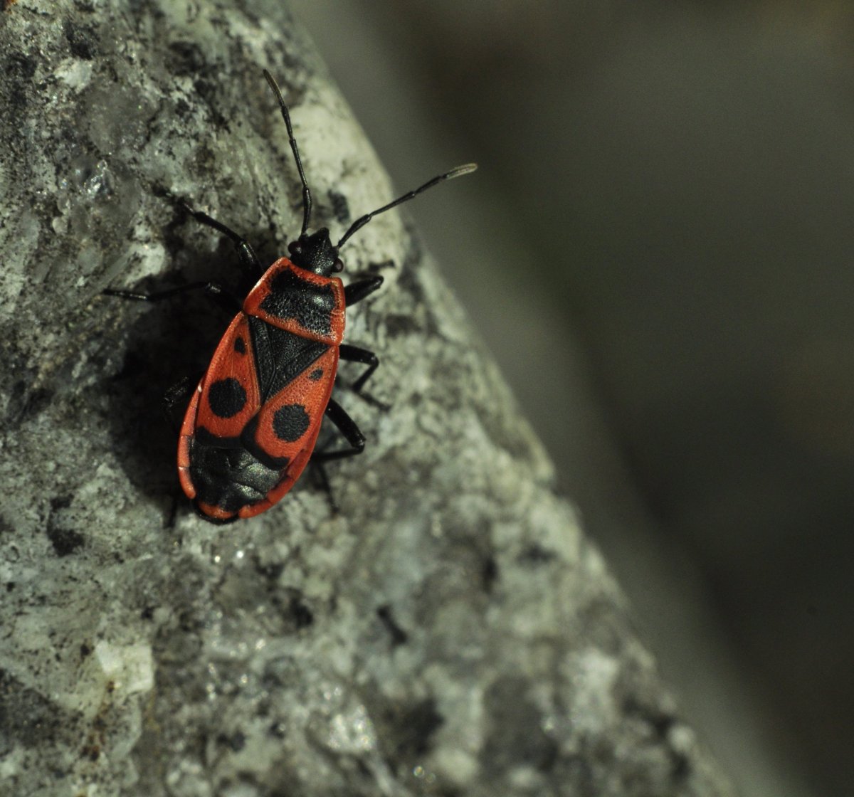 Маленькие красные букашки