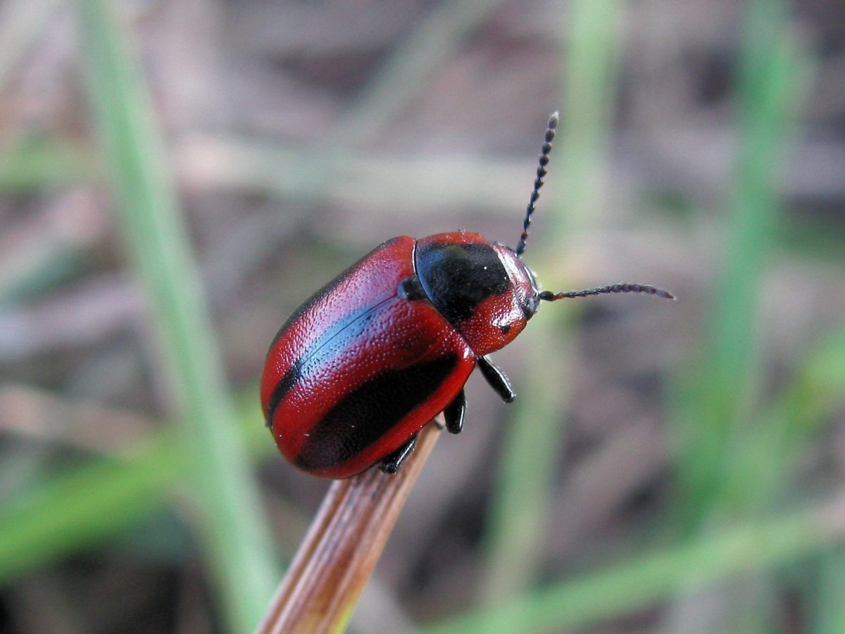 Красный Жук на белом фоне