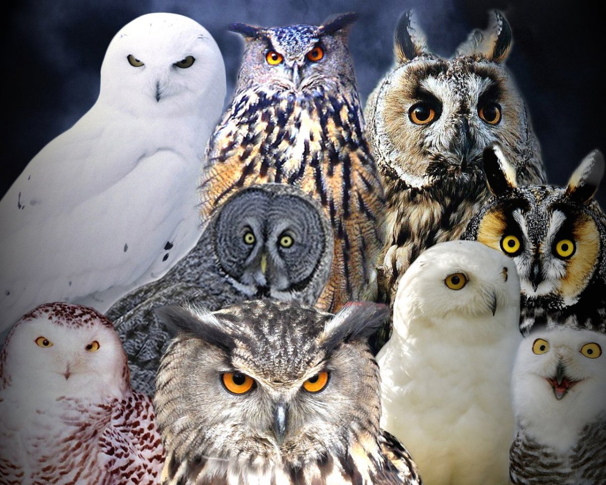 Филин обыкновенный