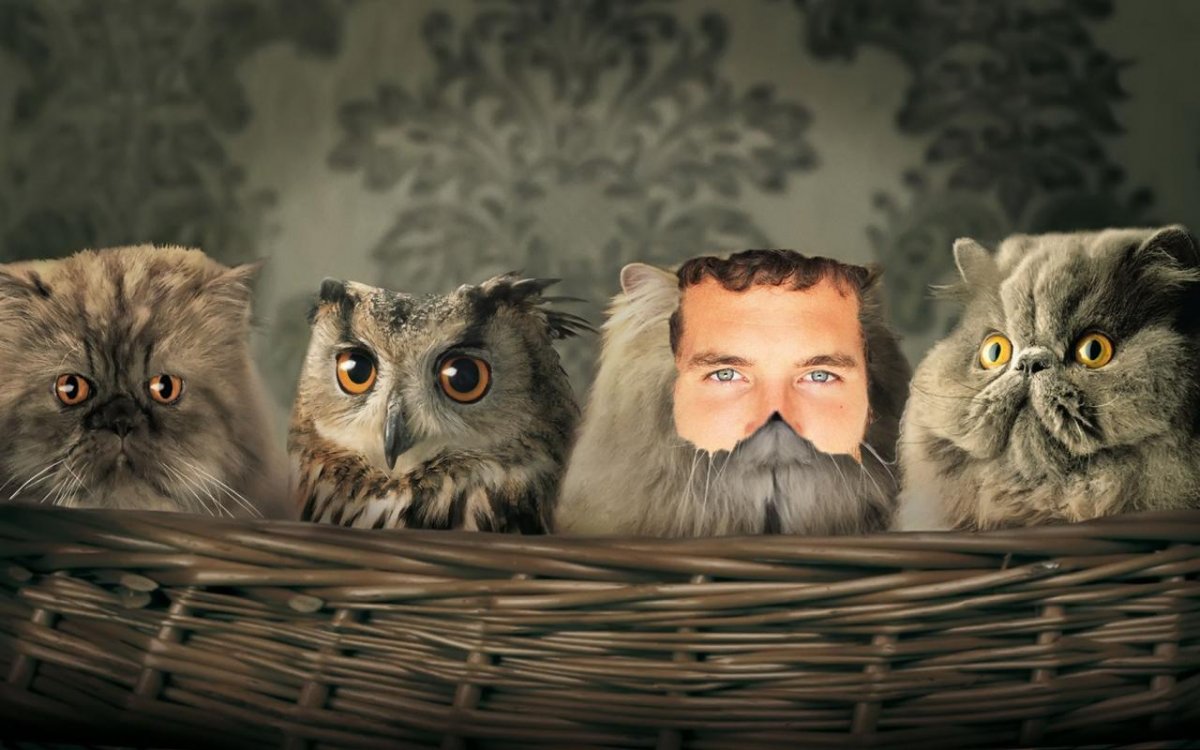 Сова среди котов
