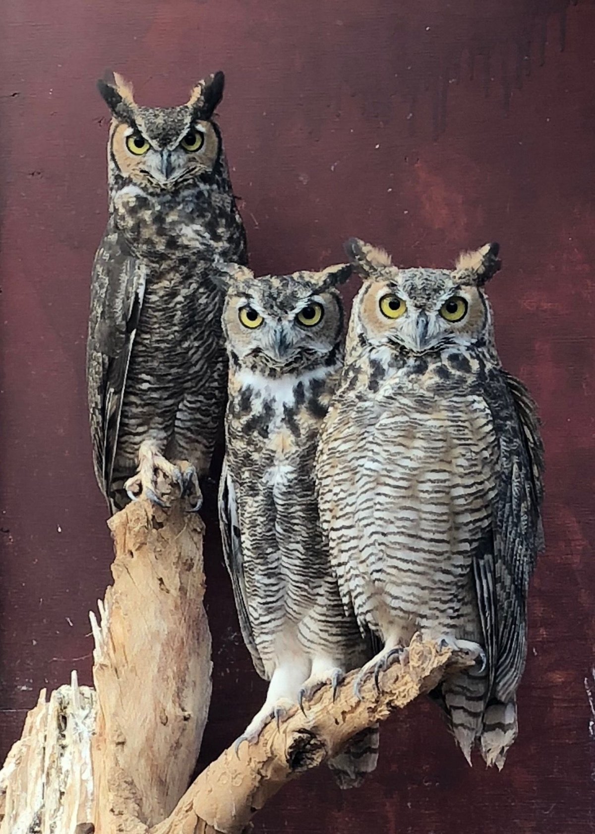 Кошка Сова арт