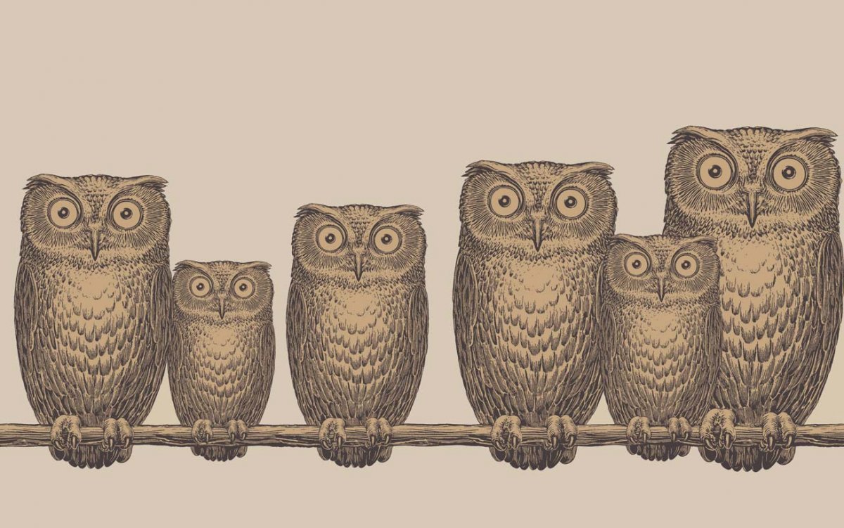 Котики и Совы