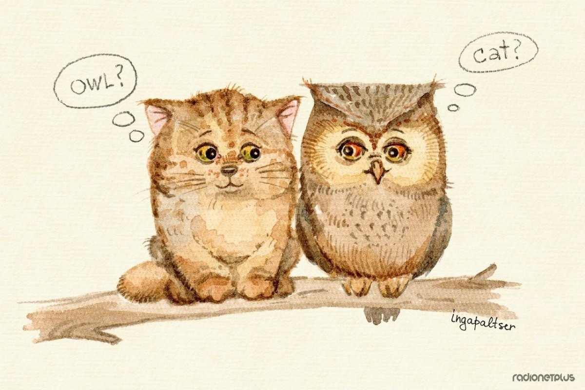 Кот похожий на сову