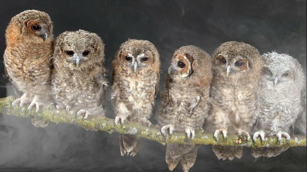 Панда среди сов