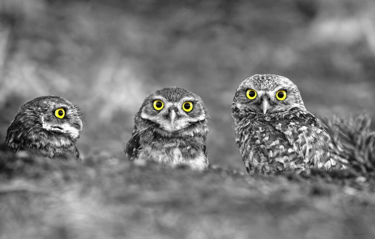 Много котиков