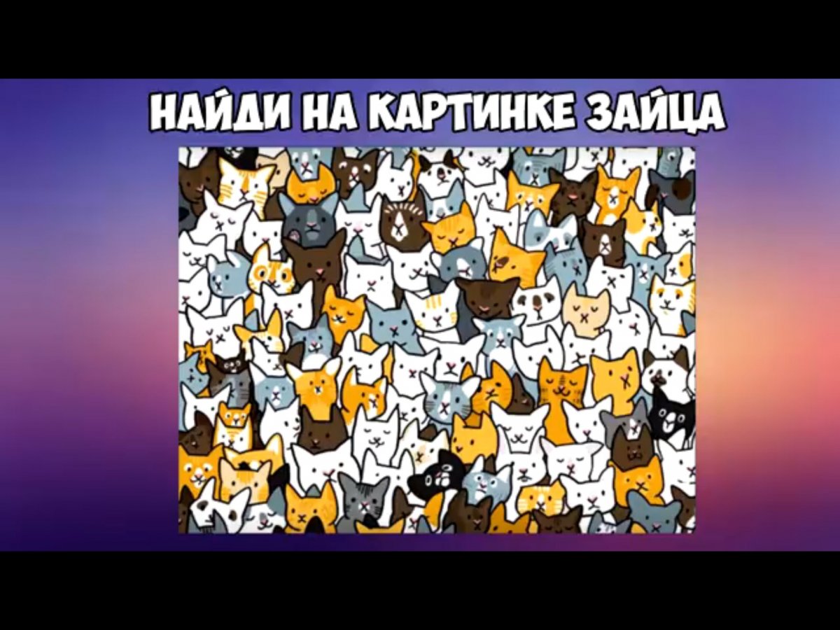 Найди зайца среди котиков