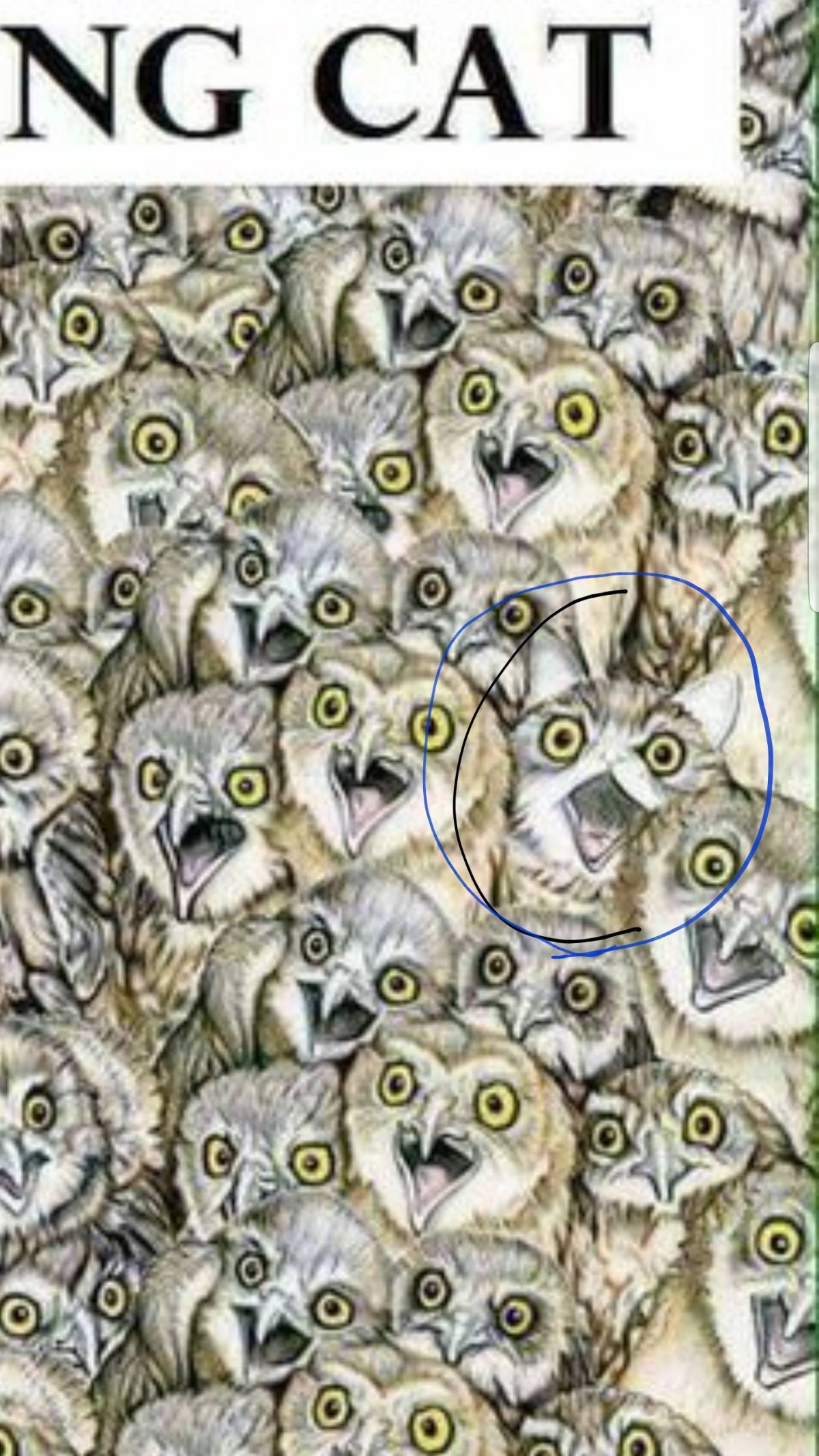 Найди кота среди сов