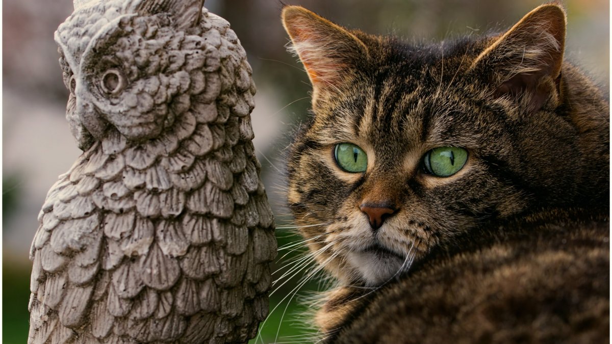 Филин и кот