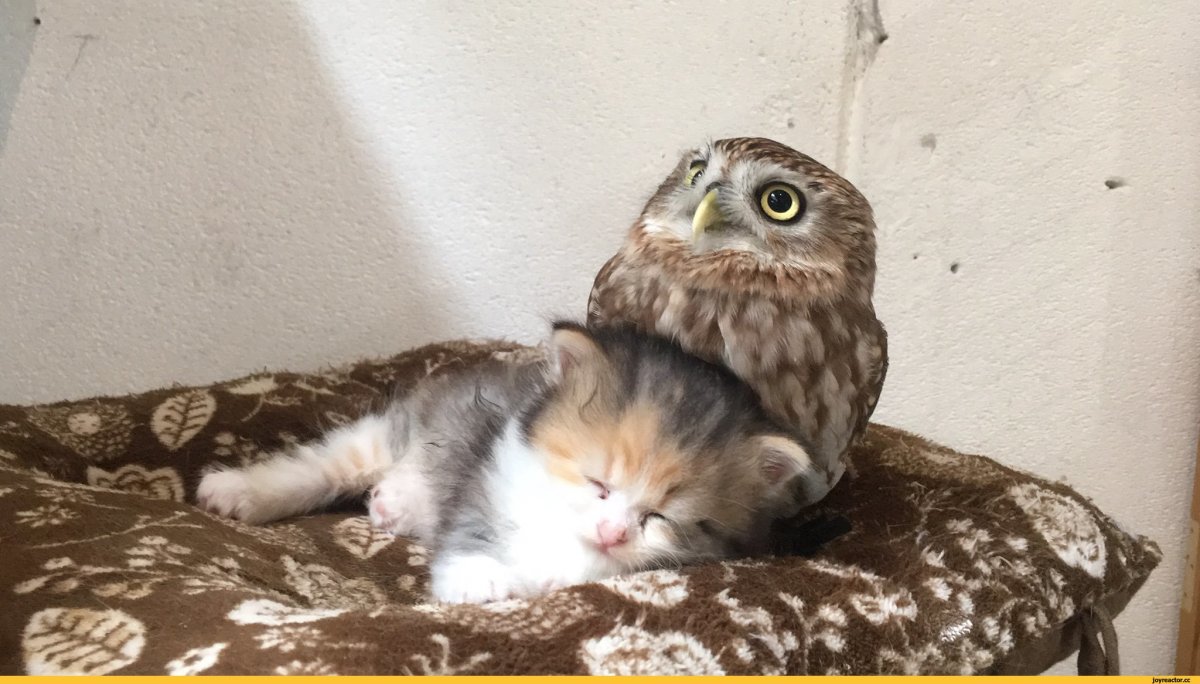 Совенок Фуку и котенок Маримо