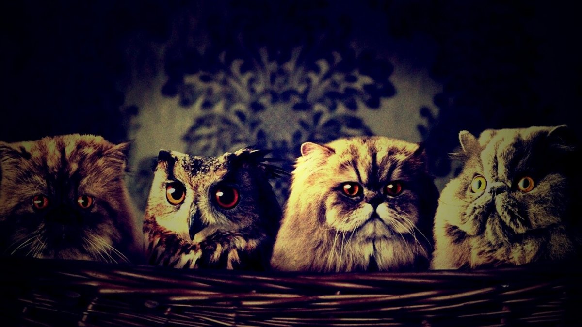 Совенок среди котят