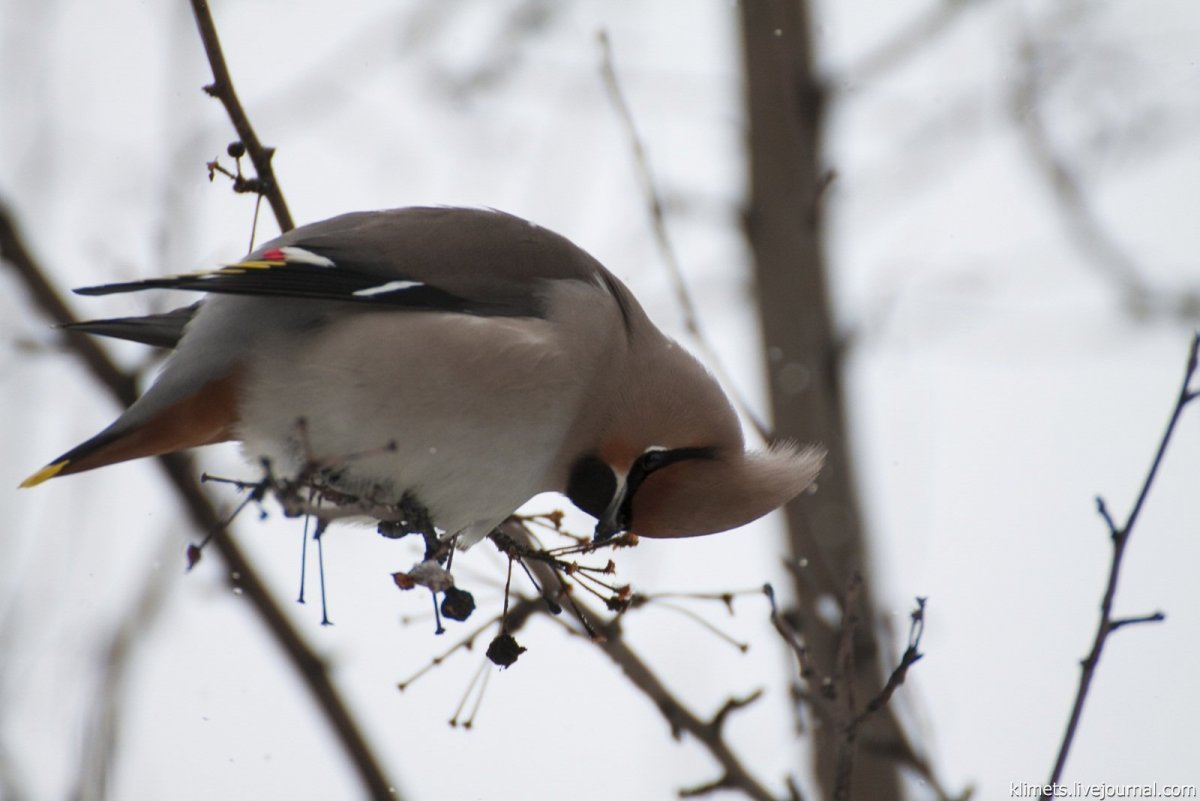Свиристель альбинос