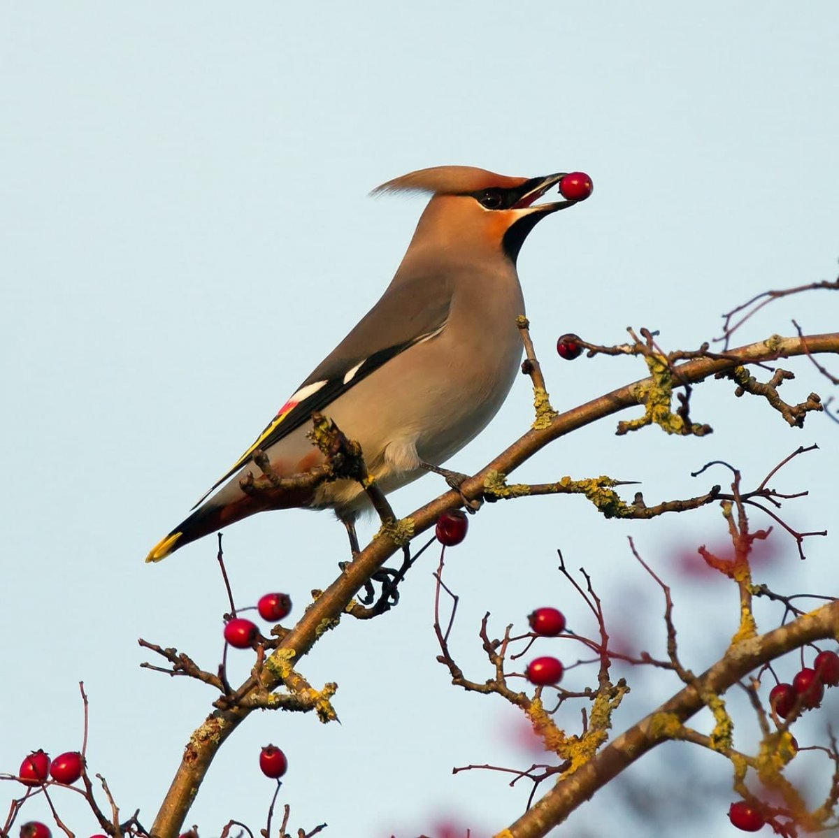 Дрозд свиристель Крымский